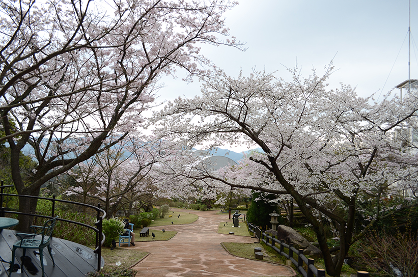 20170409　【桜情報】いちばんの見ごろを迎えています！19